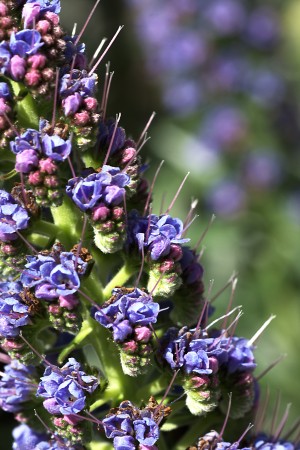 Veronica Flower